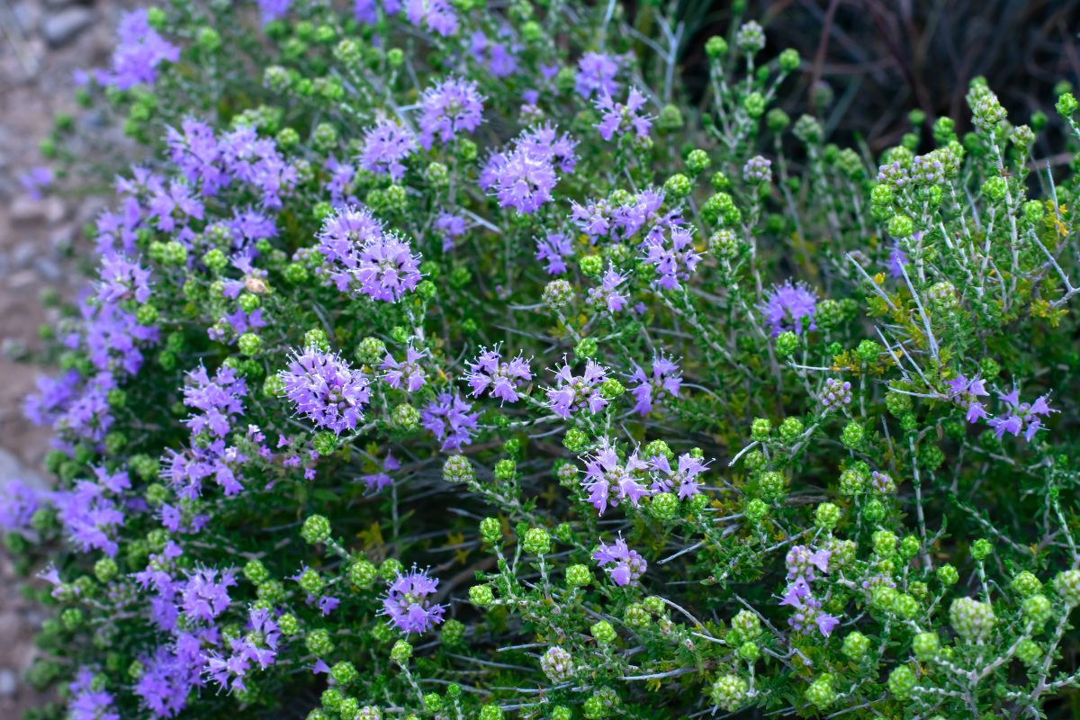 Thymbra capitata .jpg